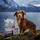 Wow Dog Minis Senior Ente 1 kg
