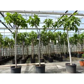 grünwaren Feigenbaum 150-180 cm Obstbaum winterhart kräftiger Stamm, Ficus Carica, Feige, Obst