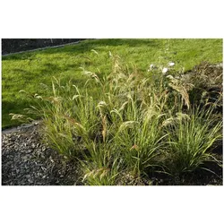 Achnatherum calamagrostis 'Algäu', Ziergras, ca. 9x9 cm Topf