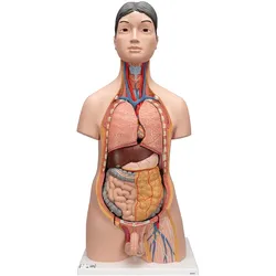 Japanisches Torso Modell, mit weiblichen & männlichen Geschlechtsorganen, 18-tei...