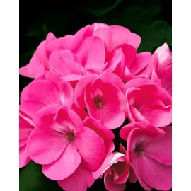 YODEYMA Root Eau de Parfum 100 ml