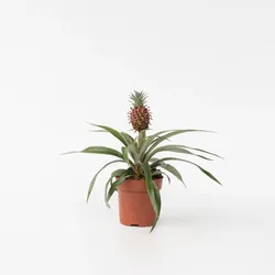 Plant in a Box - Ananaspflanze - Ananas comosus 'Mi Amigo' - Höhe 35-45cm - Topf 12cm