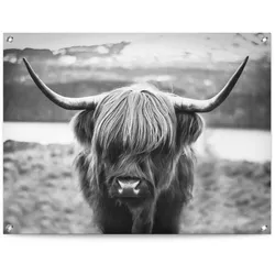 Poster REINDERS "Schottische Hochlandrind", schwarz (farbe bild(er): schwarz, weiß), B:80cm H:60cm T:0,1cm, Leinwand, Bilder