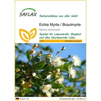 SAFLAX - Echte Myrte - Brautmyrte - Myrtus communis