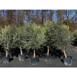 8x Olivenbaum Olive "20 Jahre" 180 - 220 cm, beste Qualität, Stammumfang 20 - 30 cm, winterhart, Olea Europaea
