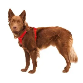 Ruffwear Front Range Hundegeschirr red canyon XS