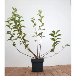Viburnum bodnantense 'Dawn', Duft-Schneeball, rosa Blüten, 60–80 cm