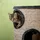 PawHut Kratztonne 70 cm Grau