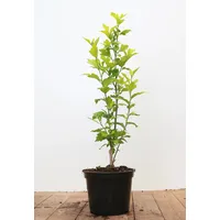 Pflanzen Für Dich Hibiscus syriacus 'Marina', Gartenhibiskus, blau, 40–60