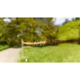 Sigma 24-70mm f2,8 DG DN II Art Sony E-Mount, Schwarz)