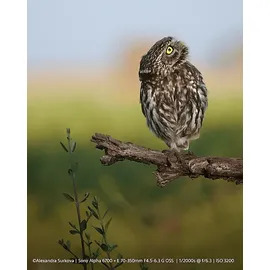 Sony Alpha 6700 Body