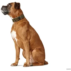 Hunter Halsband Aalborg Special