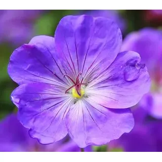 Bio Storchschnabel 'Rozanne®', Lavendel
