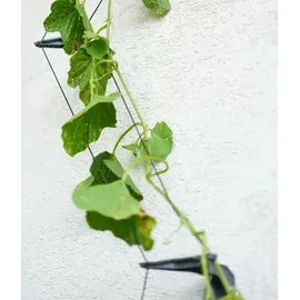 Gusta Garden Cucumber Buddy 18 x 108 x 14 cm Schwarz