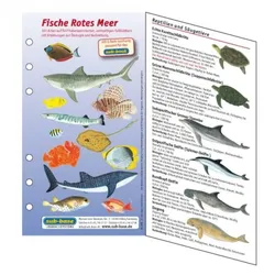 Fischkartenset Rotes Meer Fischbestimmung