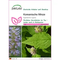 SAFLAX - Koreanische Minze - Agastache rugosa