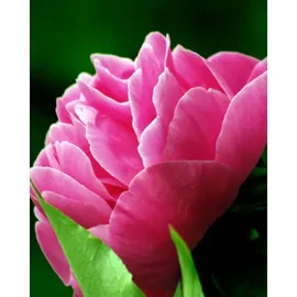 YODEYMA Linet Eau de Parfum 50 ml