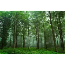 Fototapete PAPERMOON "Photo-Art LEIF LONDAL, BLICK AUF DEN WALD", bunt, B:2,50m L:1,86m, Vlies, Tapeten