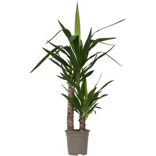 Plant in a Box - Palmlilie - Yucca elephantipes Höhe 70-80cm