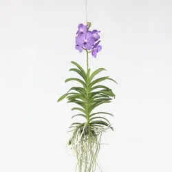 Plant in a Box - Vanda-Orchidee - Vanda 'Blue' - Höhe 55-65cm