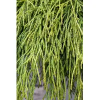PlantaPro Chamaecyparis pisifera 'Sungold' 30-40 cm - Gelbfadenzypresse, goldgelbes