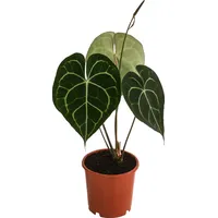Dehner Herzblattblume, Anthurium clarinervium, luftreinigend, ca. 15 cm, Ø