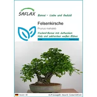SAFLAX - Bonsai - Felsenkirsche - 30 Samen -