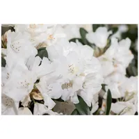 Pflanzen Für Dich Rhododendron roxieanum var. oreonastes, immergrün, 30–40