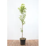 Pflanzen Für Dich Diospyros kaki 'Vaniglia', Kaki Kakipflaume, 125–150 cm