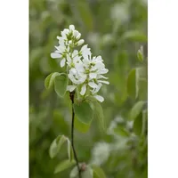 Pflanzen Für Dich Amelanchier alnifolia 'Smoky', Felsenbirne, essbare Früchte,