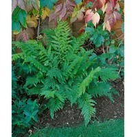 Pflanzen Für Dich Polystichum setiferum Prolif.Dahlem Schildfarn, ca. 9x9