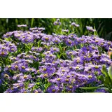 Pflanzen Für Dich Aster novi-belgii Blaue Nachhut', Glattblatt-Aster, ca. 11x11 cm Topf