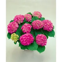 Pflanzen Für Dich Hydrangea Macrophylla Bauernhortensie Red Baron 30-40