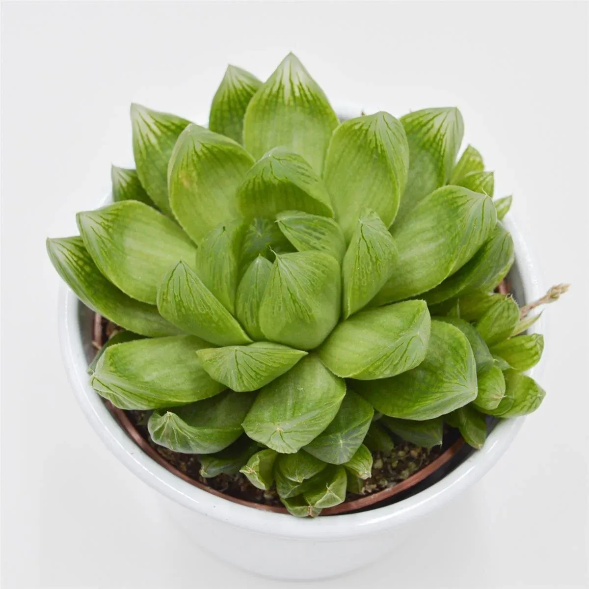 Haworthia cymbiformis - 10,5cm