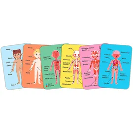 HaPe Konturenpuzzle Menschlicher Körper