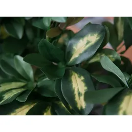 Europalms Schefflera, 120cm