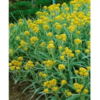 Pflanzen Für Dich Helichrysum thianshanicum 'Schwefellicht', Strohblume, ca. 9x9
