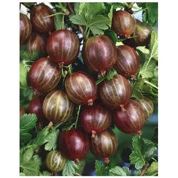 Ribes uva-crispa 'Hinnonmäki rot', Stachelbeere, rot, 60 cm Stammhöhe
