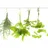 WESTAG & GETALIT AG Küchenrückwand WandArt easy 120 x 58,5 cm, 3 mm, herbs line