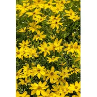 Pflanzen Für Dich Coreopsis verticillata 'Zagreb', Mädchenauge, ca. 9x9