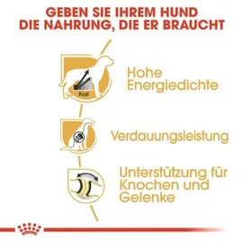 Royal Canin Great Dane 23 Adult 12 kg