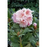 Pflanzen Für Dich Rhododendron Hybr. 'Double Dots', rosa-weiß, 30–40