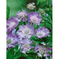 Pflanzen Für Dich Scabiosa caucasica 'Perfecta' ca. 9x9 cm
