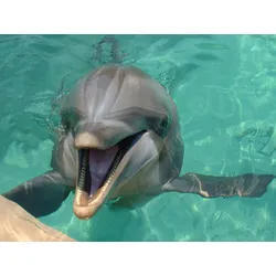 Fototapete PAPERMOON "DELFINE-ZAHNWAL TIER SEE OZEAN MEER WASSER WALE ORCA", bunt, B:1,5m L:1,11m, Vlies, Tapeten