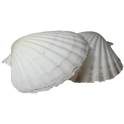 Percussion Muscheln - As Cuncha