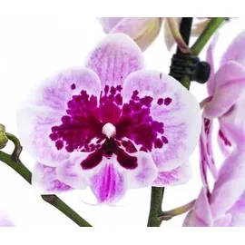 Dehner Schmetterlingsorchidee - Phalaenopsis cultivars 'Aladdin', Pink, Weiß