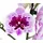Dehner Schmetterlingsorchidee - Phalaenopsis cultivars 'Aladdin', Pink, Weiß