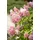 Pflanzen Für Dich Hydrangea Paniculata Rispenhortensie Pinky Winky R 40-60 cm