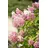Pflanzen Für Dich Hydrangea Paniculata Rispenhortensie Pinky Winky R 40-60 cm