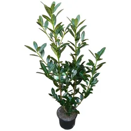 pflanzen-boering 10x Kirschlorbeer Genolia® 60-80 cm - Immergrüne Heckenpflanzen - für - Sichtschutz Pflanzen schnel...